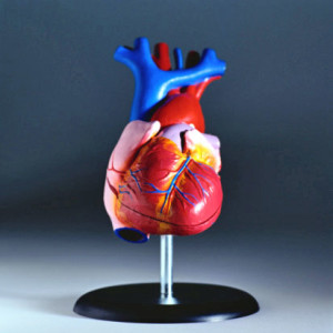 3d-heart