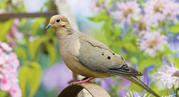 mourndove-1